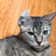 My Cat