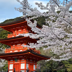 Sakura in Osaka