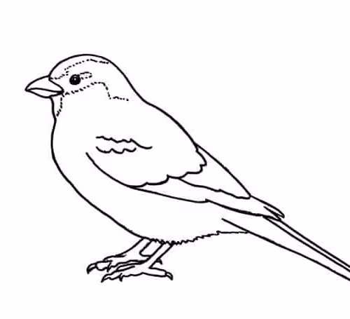 Sparrow img