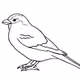 Sparrow img