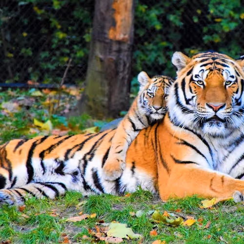 Animal