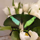 My pet butterfly