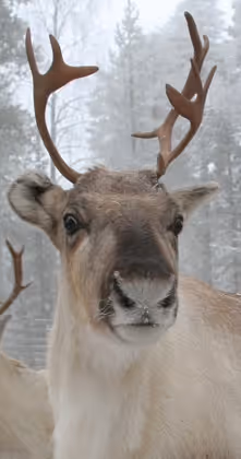 Besta Reindeer
