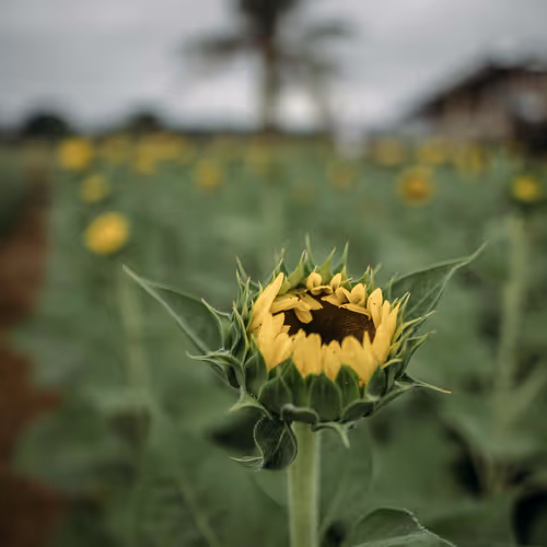 cinematic fairy tale story main