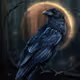 Lonely raven cc