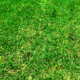 Yards