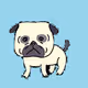pug