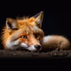 fox sad