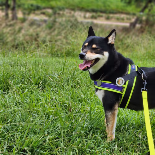 Shiba Inu_gold