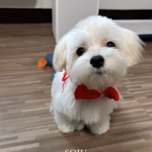 Soju The Best Partner