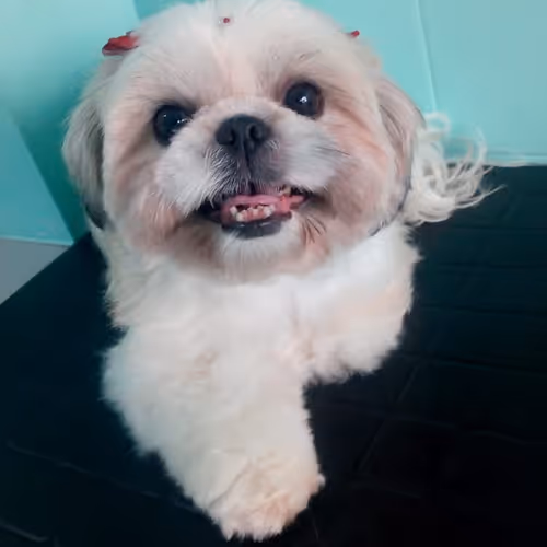 Rubyzinha