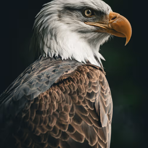eaglee