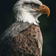 eaglee