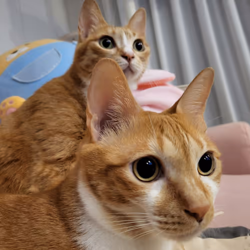 Yellow Meow~