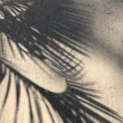 Shadows