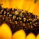 Three Bees on Sunflower