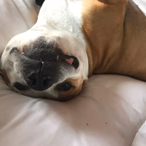 Dog Dog