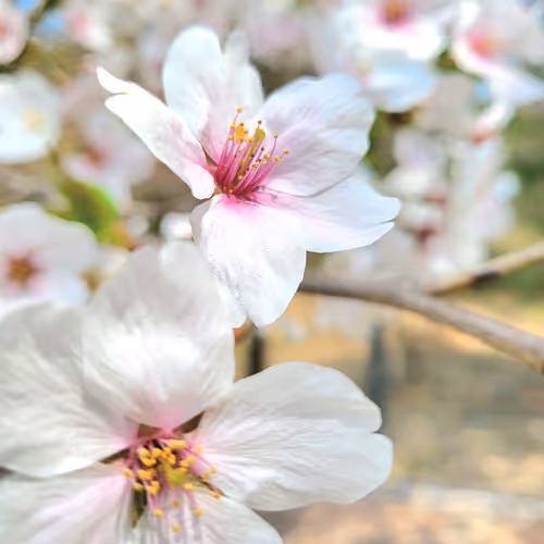 Full bloom