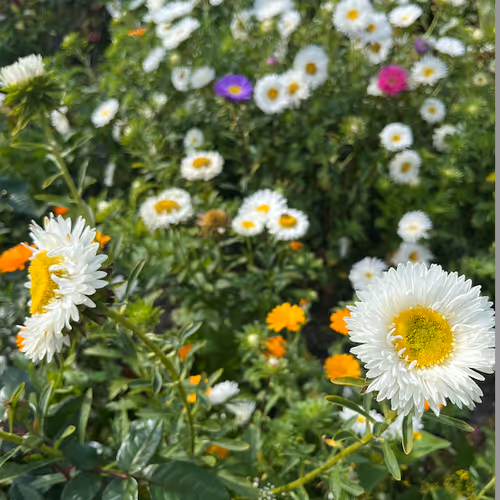 flowers in the city