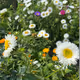 flowers in the city
