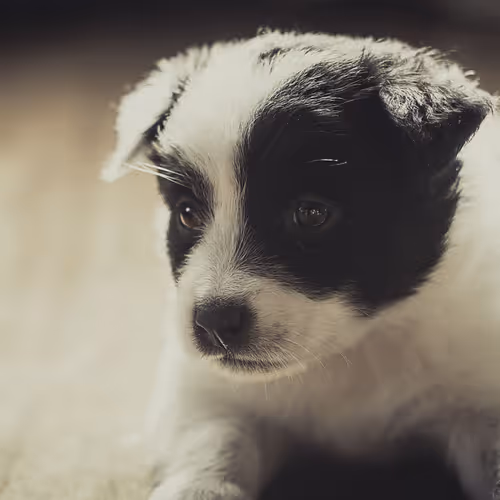 My little dog