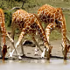 giraffes