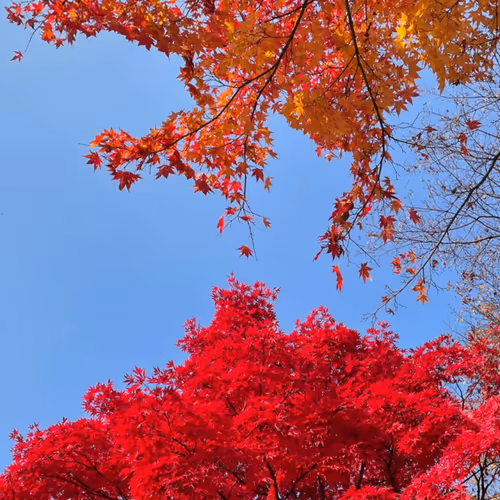 Maple story