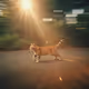 CATSPARADISE