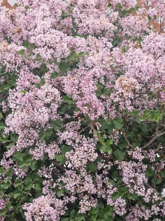 Lilac