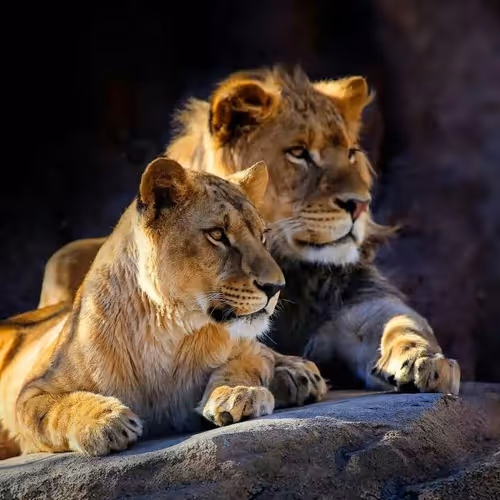 animals