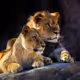 animals