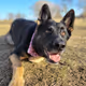 Marley The Shepherd