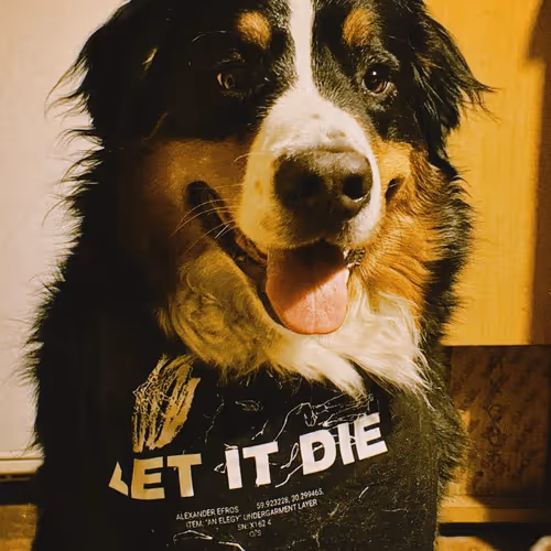 Bernese Mountain Dog