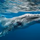 Whale