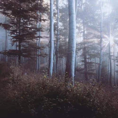 Auckland Browse Forming