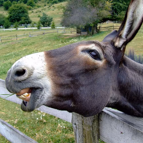 donkey