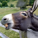 donkey