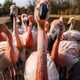 Flamingo group