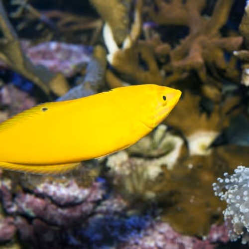 fishi