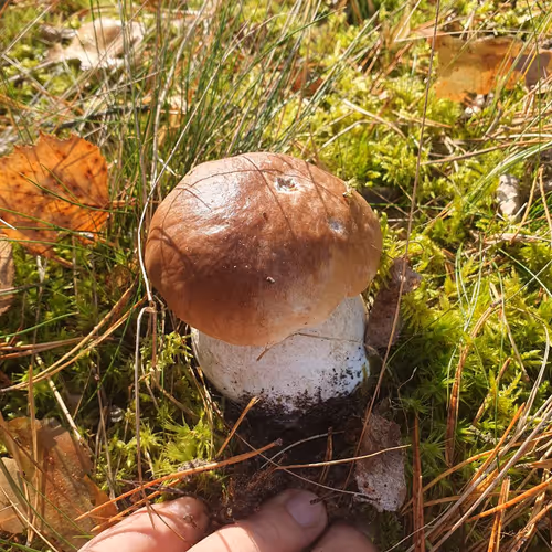 Touch grass and mushroom
