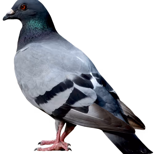 dfgdr