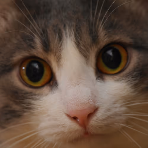 Kitya