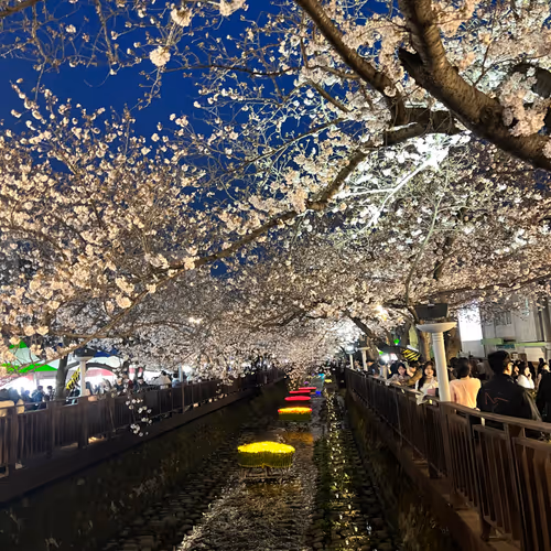 Cherry Blossom Festival in Korea