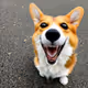 corgies from neuronet