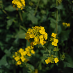 Rapeseed field