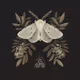 butterfly w