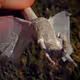 kosoy