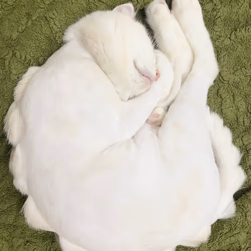 Sumo Sleep Very Well