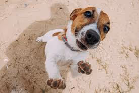 This is a dog
