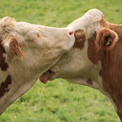 cows